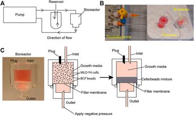 A Bioreactor for 3D In Vitro Modeling of the Mechanical Stimulation of Osteocytes